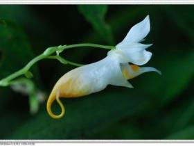 龙虾花茶