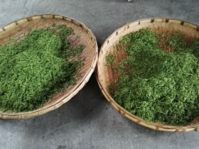 保靖黄金茶