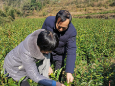峒茶种植基地