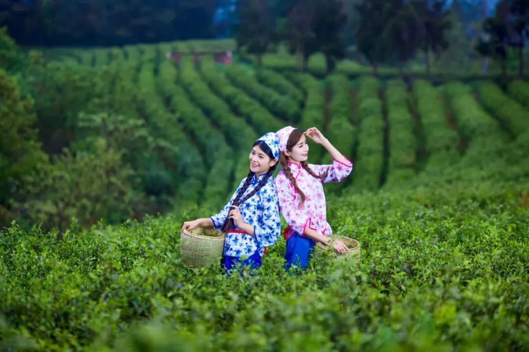 米仓山采茶记