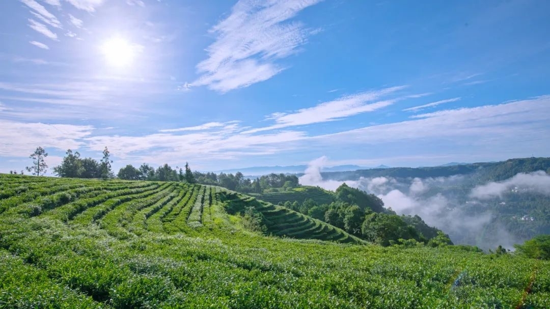 米仓山采茶记